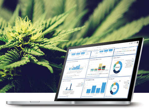 CannabisCreative-min